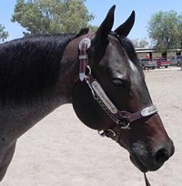 CORRECTLY SHOWING YOUR HORSE AT HALTER - HELPFUL TIPS AND INSIGHTS ...