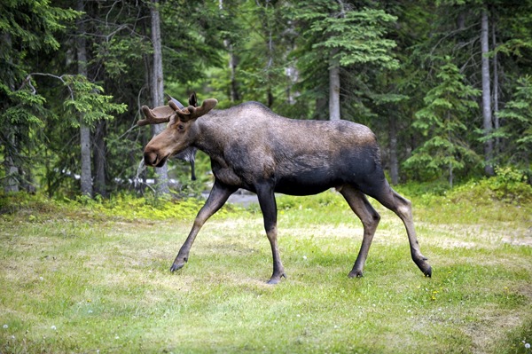 Bull moose visiting a show in Anchorage Alaska